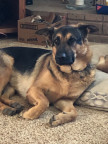 DoggieMomy's Avatar